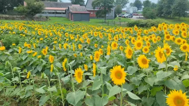 Look at these sunflowers at Deer Creek Winery at Watson Estate! So beautiful!

#discoverfayettepa #fayettecountypa #sunflowers #beforesummerends